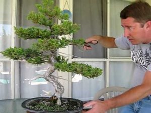 trim a bonsai tree