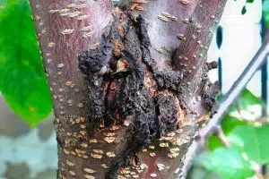 Tree Disease Treatment in Houston