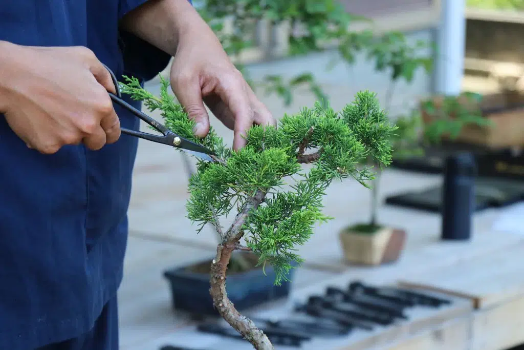 trim a bonsai tree