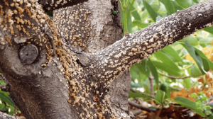 Tree Disease Treatment in Houston