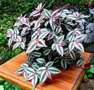 Wandering Jew Plant