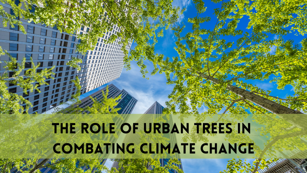 Urban Trees in Combating Climate Change