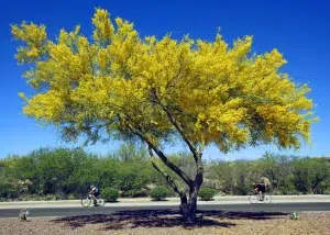 How to trim palo verde tree?