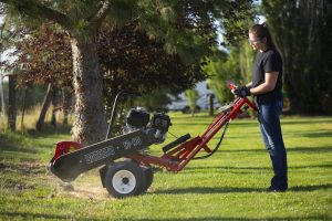 Best Tree Service Company in Houston