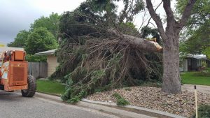 infestation tree service Houston