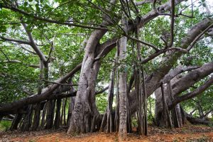 Houston’s Most Iconic Trees and Their Histories