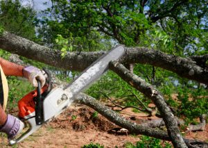 Safely Remove a Tree