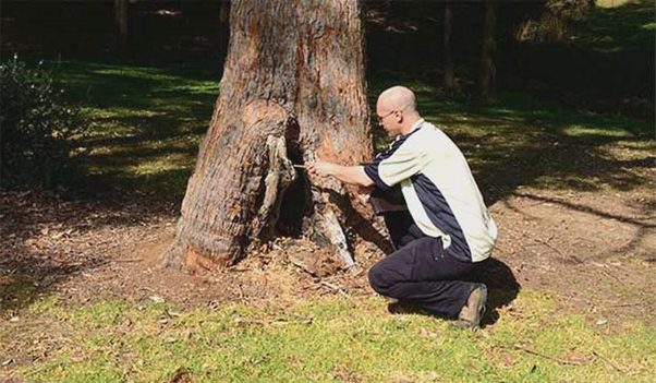 Tree Removal Projects