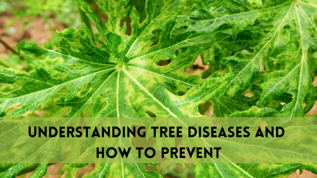 Understanding Tree Diseases and How to Prevent Them