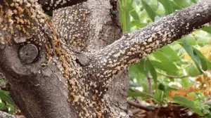 Tree Diseases