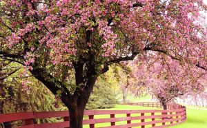 Spring Tree Care Tips