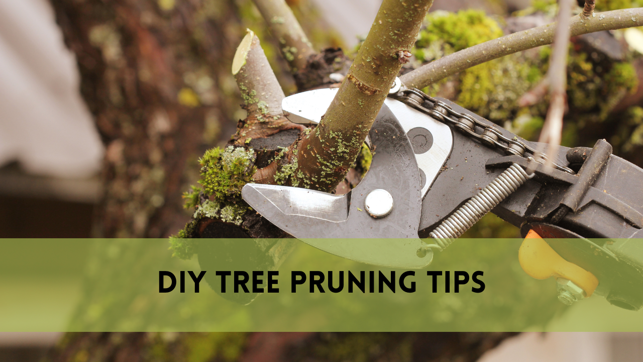 DIY Tree Pruning Tips and Tricks 