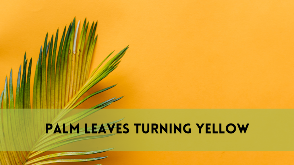 Palm Leaves Turning Yellow