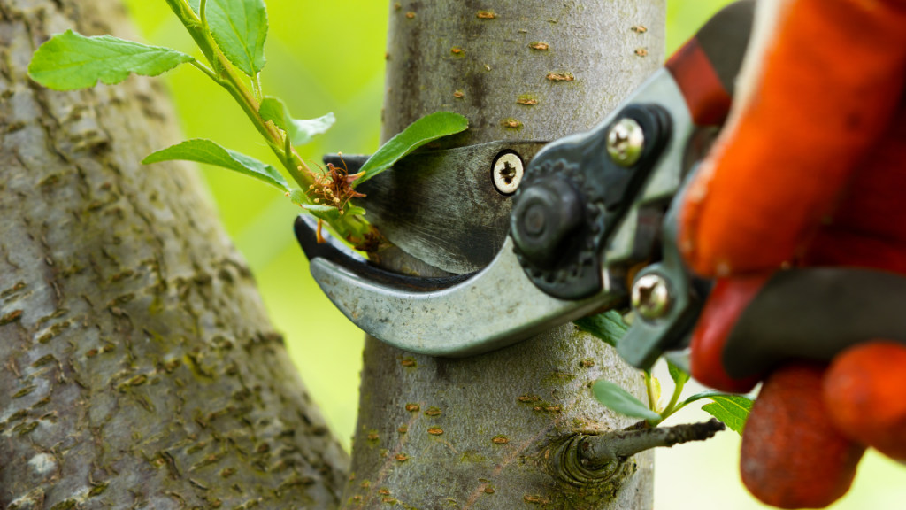 DIY Tree Pruning Tips and Tricks 