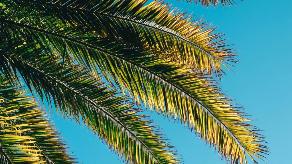 Palm Leaves Turning Yellow