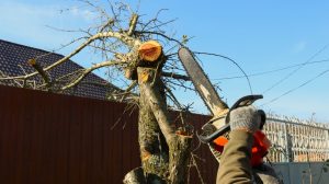 DIY Tree Pruning Tips and Tricks 