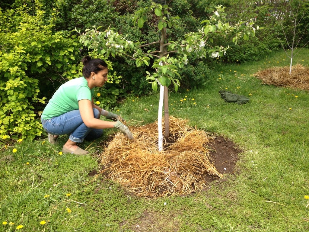 Winter Tree Preparation