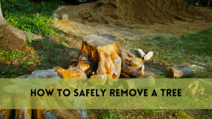 safely remove a tree