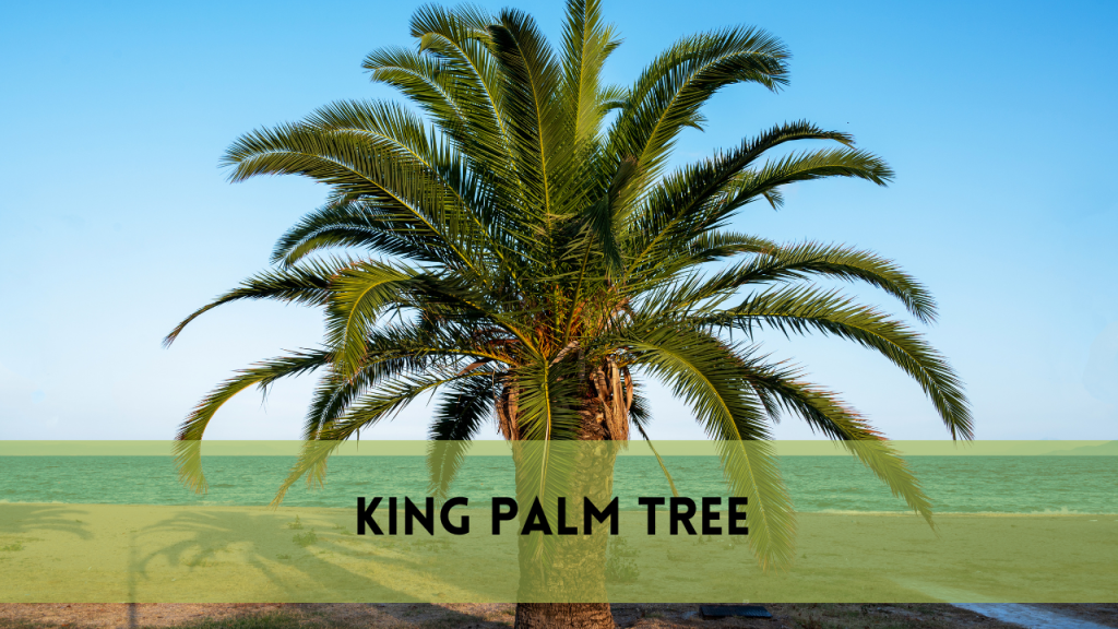 King palm tree