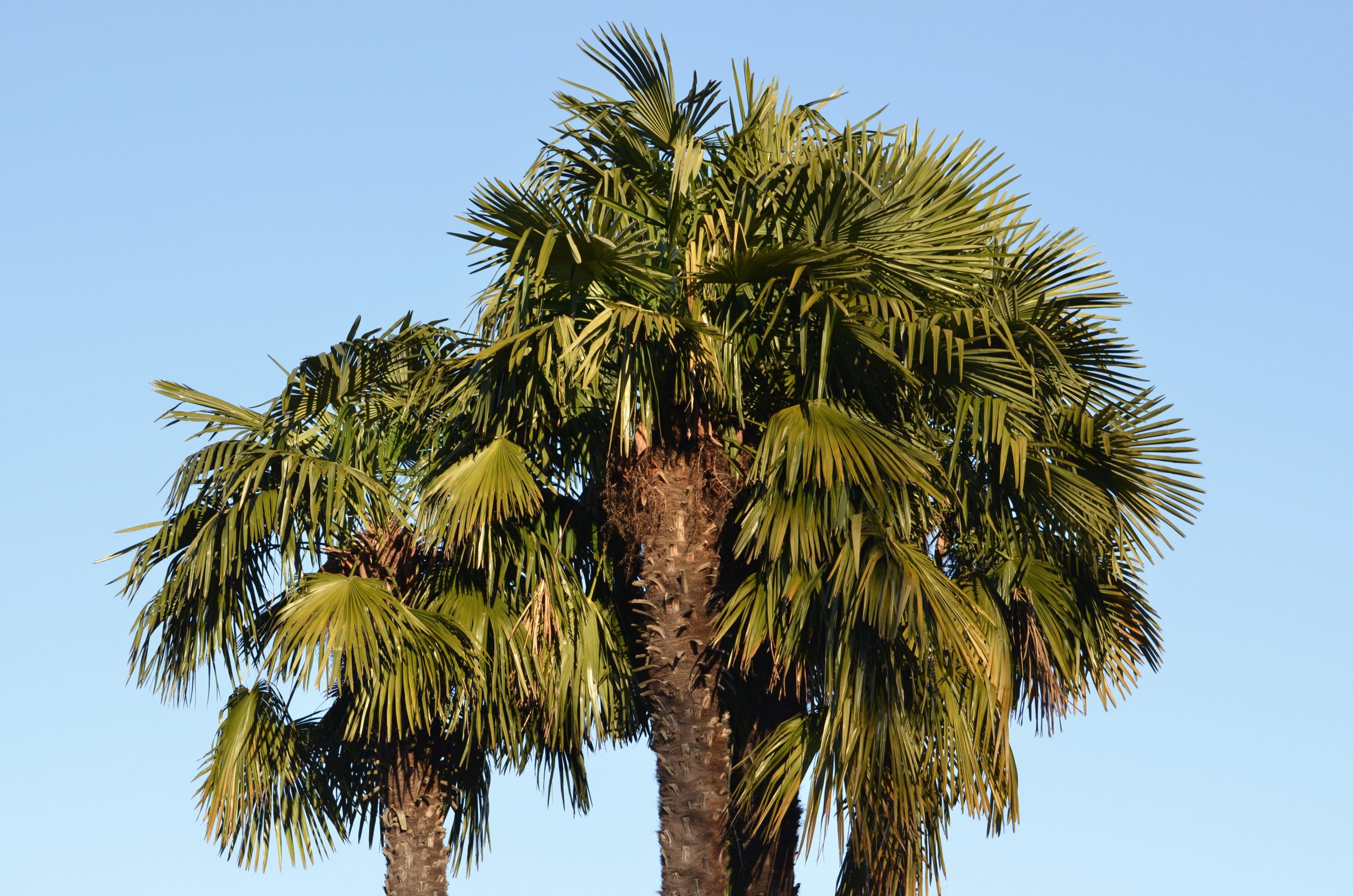 King palm tree