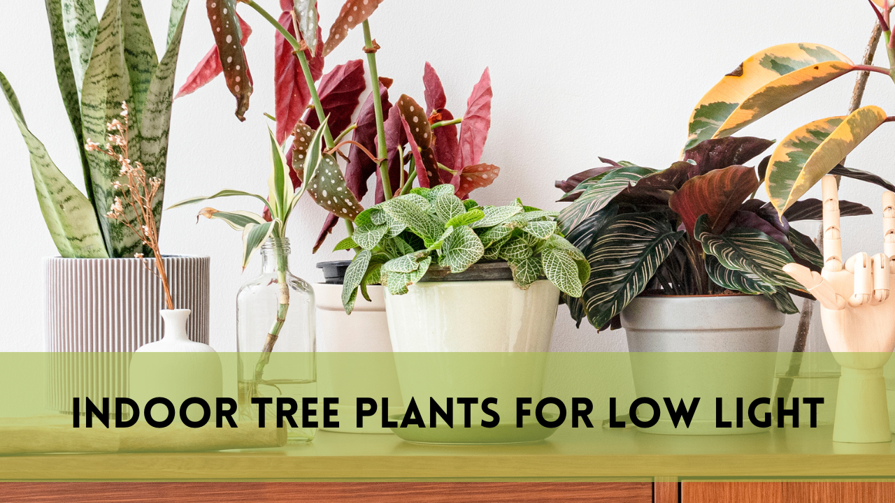 indoor tree plants for low light