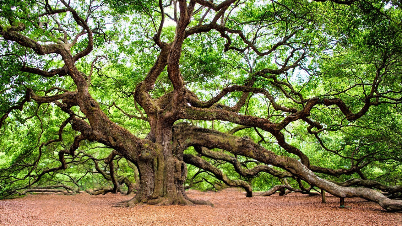 johns island angel oak tree