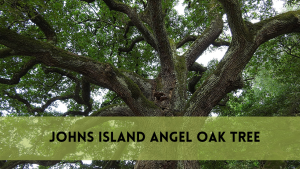 johns island angel oak tree