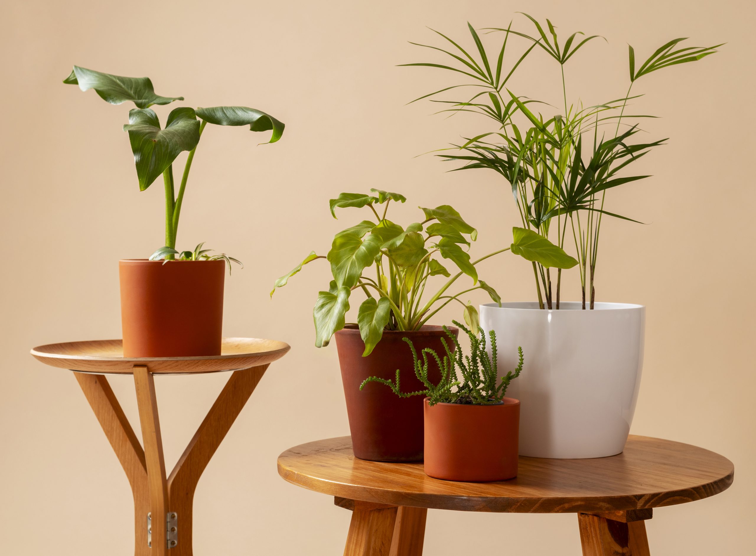 indoor tree plants for low light