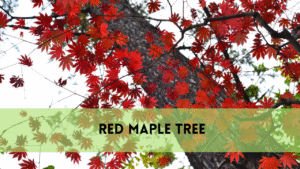 red maple tree