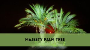 majesty palm tree