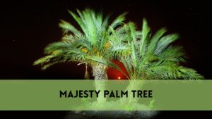 majesty palm tree