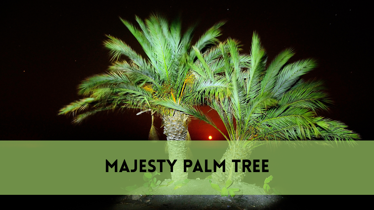 majesty palm tree