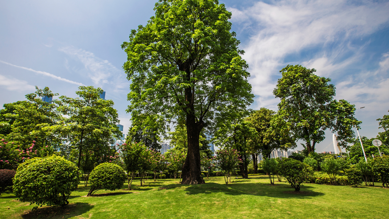 type of tree