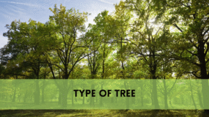 type of tree