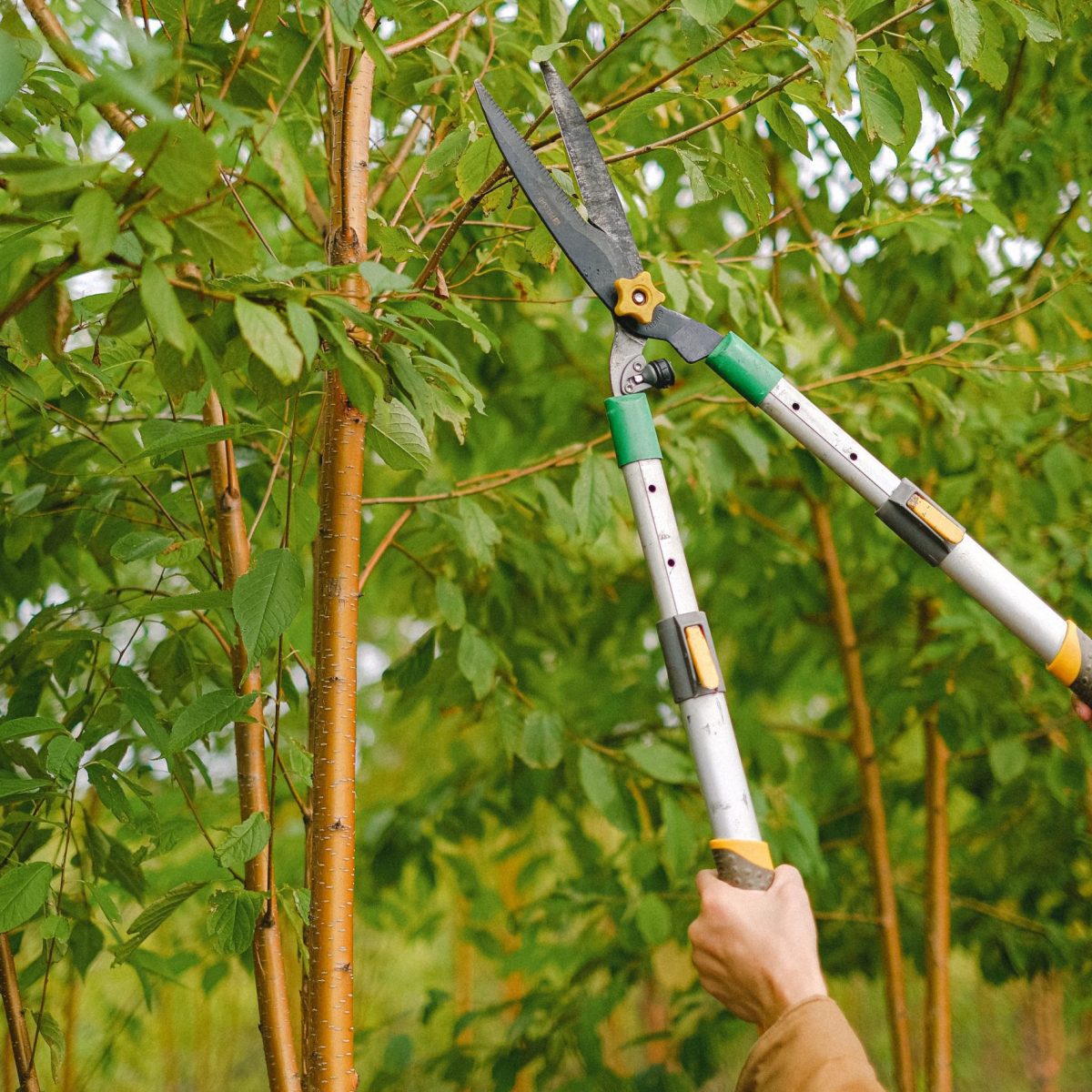 Tree care service